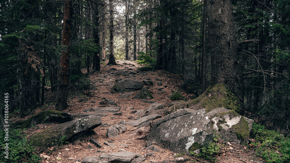Rocky Forest Trail Leading into the Unknown