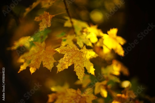 Autumn yellow maple leaves on a branch in the sunny forest, blurred background, art focus