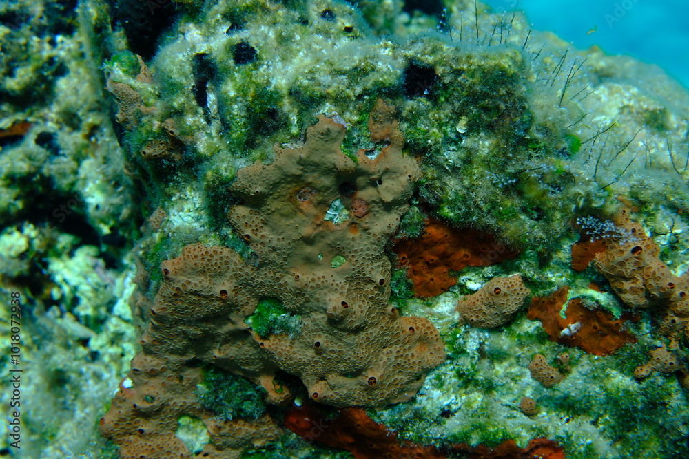 Crater sponge or honeycomb sponge (Hemimycale columella) undersea, Aegean Sea, Greece, Syros island, Azolimnos beach Crater sponge or honeycomb sponge (Hemimycale columella) undersea, Aegean Sea, Greece, Syros island, Azolimnos beach