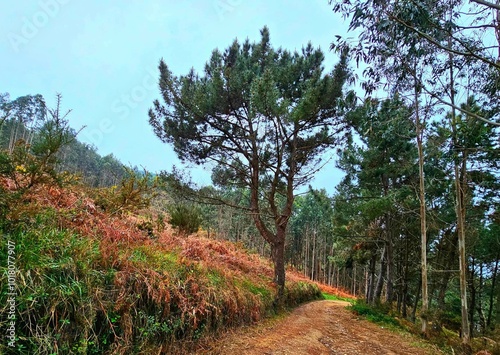 Monte en Malpica de Bergantiños, Galicia photo