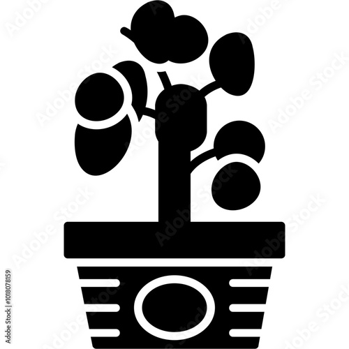 Chinese Money Plant Icon