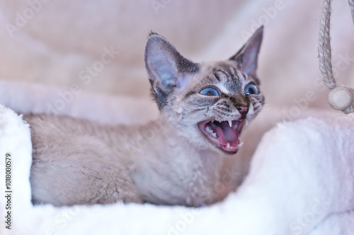 Miauende Colorpoint Devon Rex Katze photo