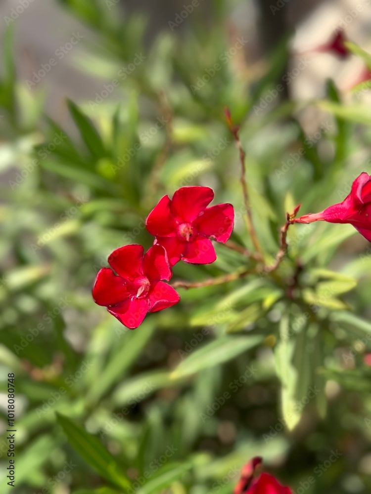 Obraz premium red floser bush closeup