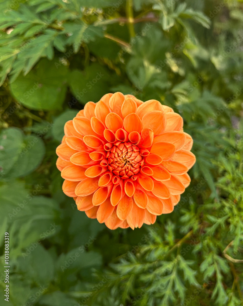 botanical orange decorative dahlia flower close up portrait plant botanical orange decorative dahlia flower close up portrait plant