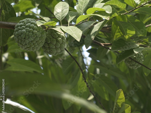 Custard apple