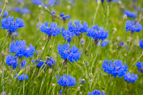 A field of blue and green flowers. Summer nature spring concept. A field of greens and blue flowers. A field of green and lifestyle blue flowers.