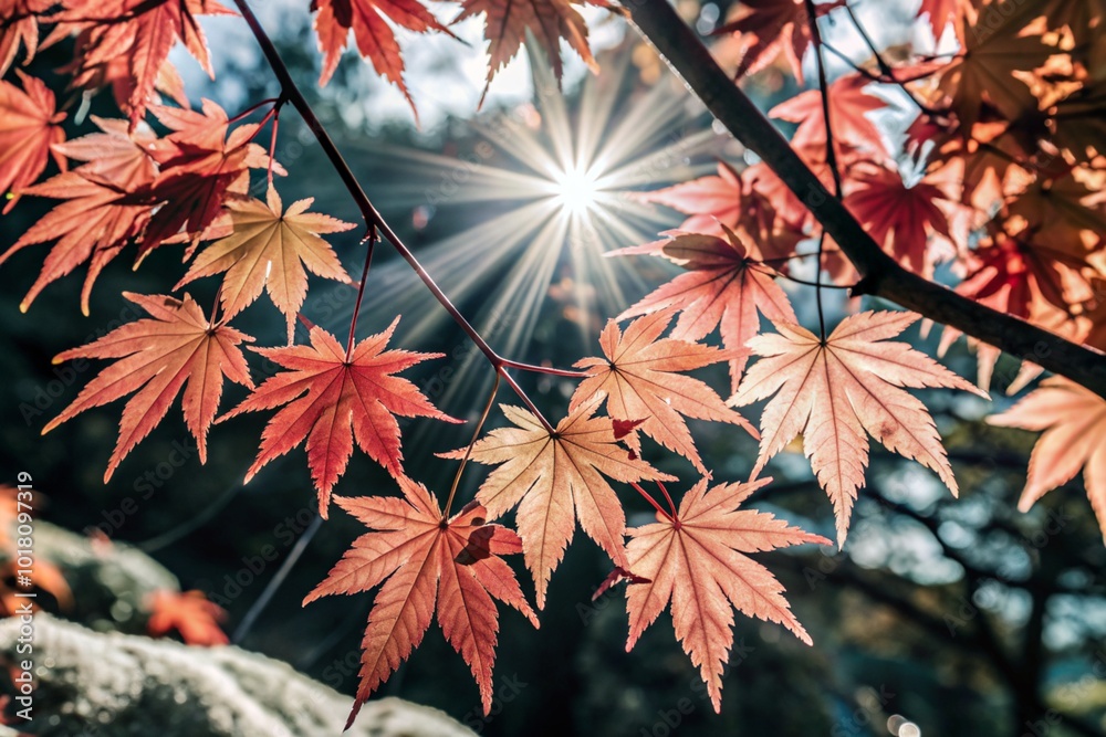 Beautiful autumn background with red trees and bright sun. Colorful foliage in the park. The frame is made of autumn leaves. Free space for text. Beautiful autumn background with red trees and bright sun. Colorful foliage in the park. The frame is made of autumn leaves. Free space for text.