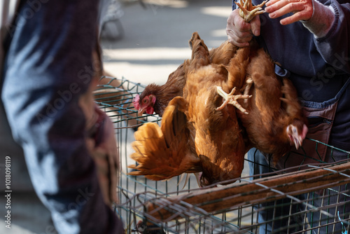 poules, poulets vendus sur le marché de Louhans par un vendeur en Saône-et-Loire photo