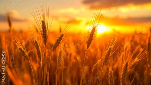 Golden wheat field at sunset, with sun rays illuminating the ripe crops creating a warm, serene atmosphere.