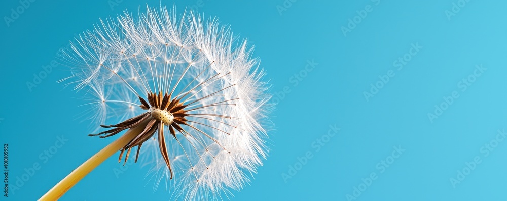 Obraz premium Dandelion seed head against a clear blue sky, simple beauty in nature.