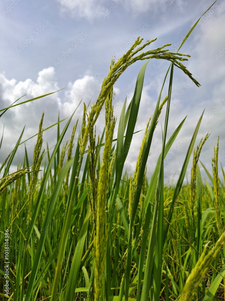 Obraz premium rice field photo, rice sprouts or rice seedlings in Asia 