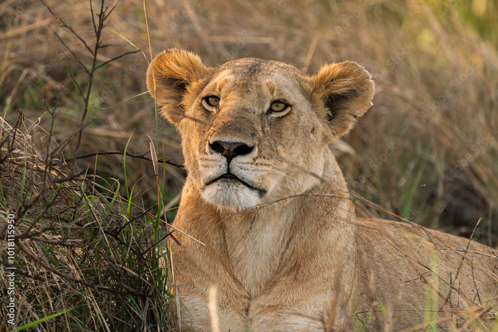 Portrait of a proud lioness Portrait of a proud lioness