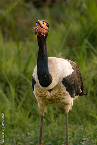 African jabiru eating a fish photo