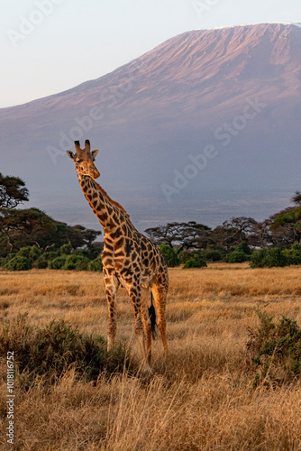 A lone giraffe in front of the Kilimanjaro