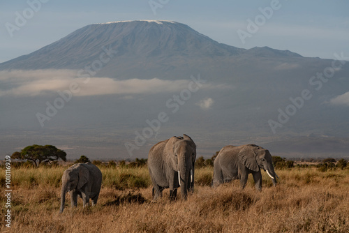 Several African elephants in front of the Kilimanjaro