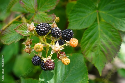 black blackberry berries on a bush among green leaves on a garden plot close-up