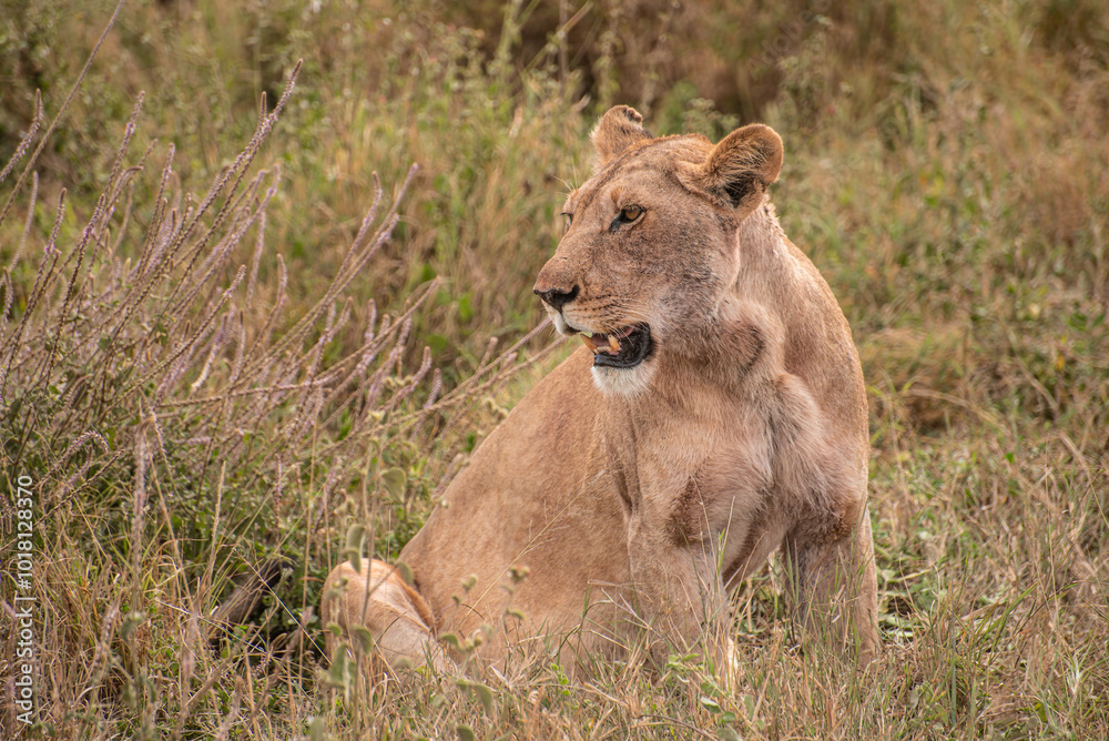 Naklejka premium Lioness Looks With Open Mouth