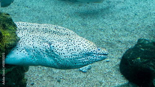 Yokohama Hakkeijima Sea Paradise Aqua Museum