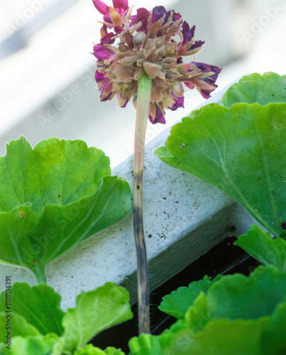 Selective drone on geranium stem affected by lycaenid larvae or Cacyreus marshalli photo