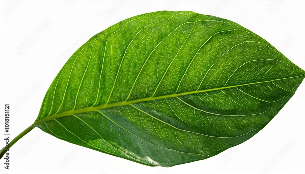 Obraz premium Green leaves Plant isolated