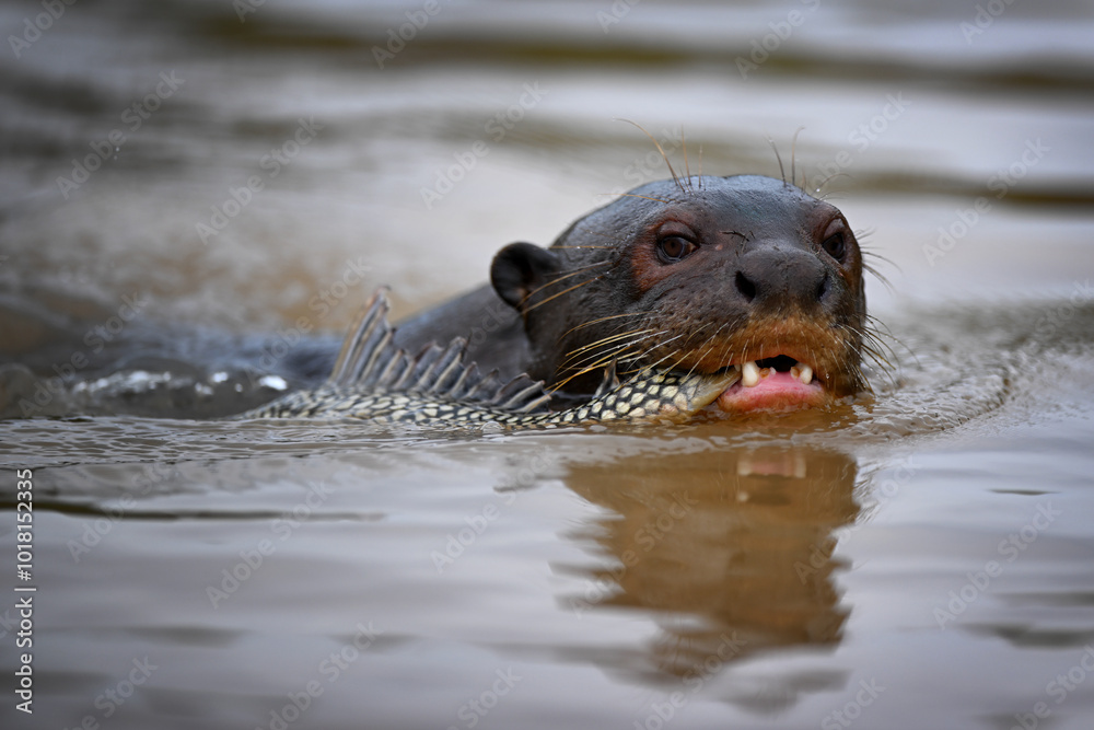 Obraz premium Giant Otter Swimming in the River with Fish in Mouth
