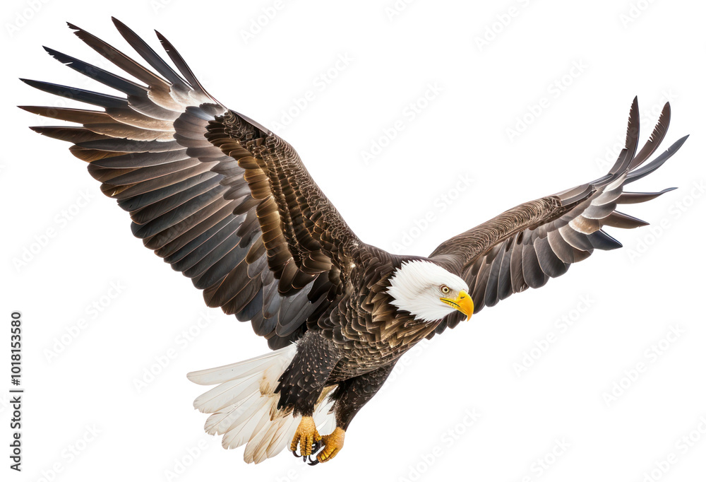 PNG American bald eagle animal flying bird. PNG American bald eagle animal flying bird.