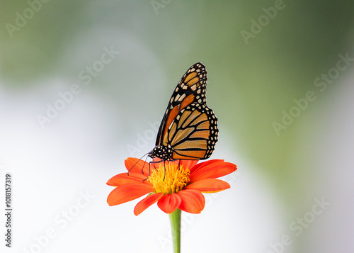 Monarch butterfly on orange Tothonia flower photo