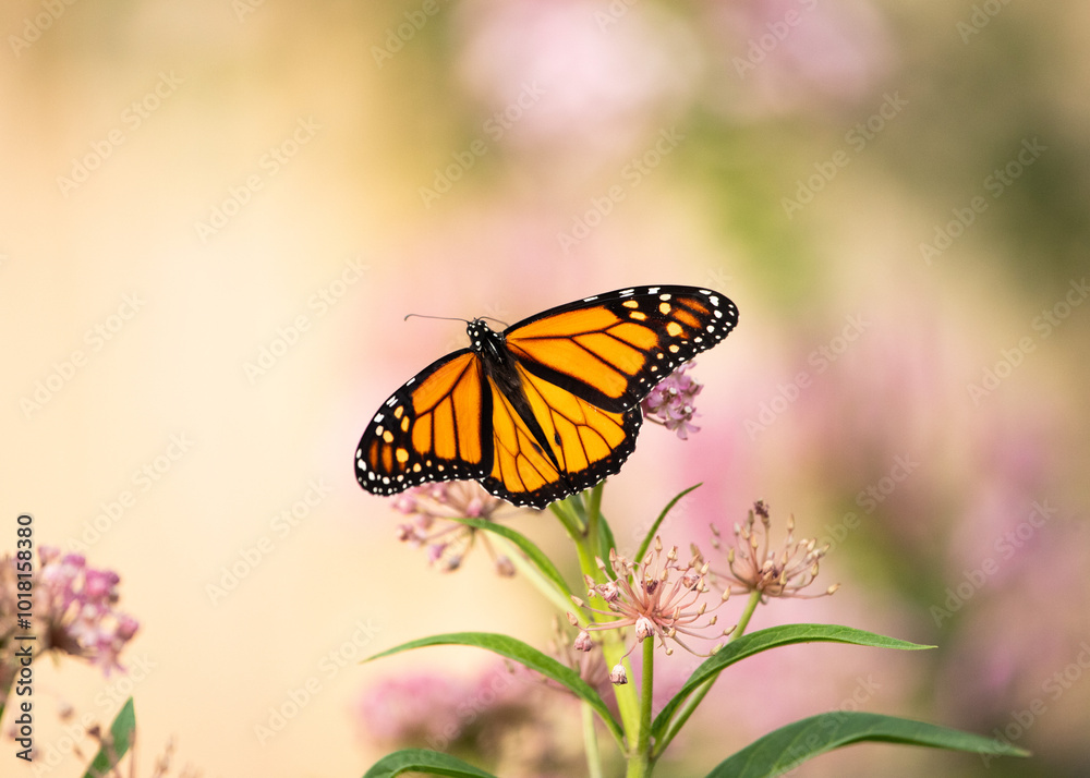Obraz premium Monarch butterfly on swamp milkweed