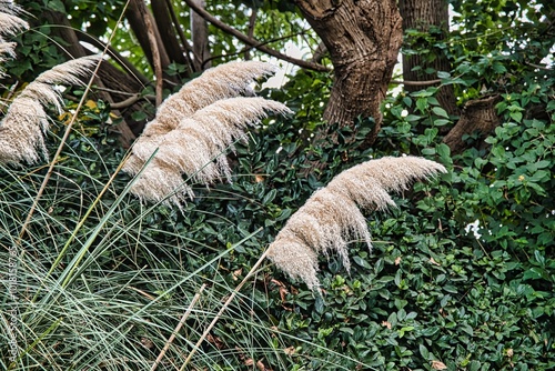 Cortaderia selloana, popularly known as pampas grass. It also grows in Israel and blooms all summer and fall. photo