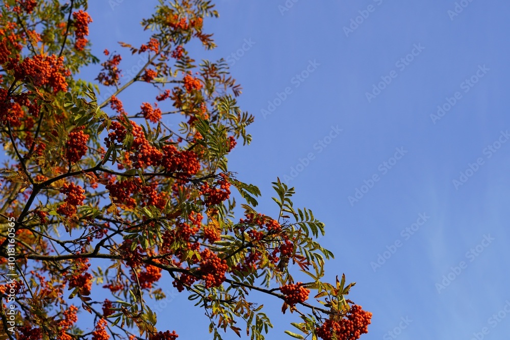 Autumn rowan branches with red berries against a blue sky with free space for inserting text Autumn rowan branches with red berries against a blue sky with free space for inserting text