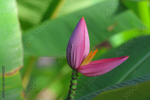Pink banana flower blooming in the garden.