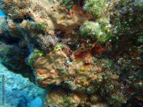 Crater sponge or honeycomb sponge (Hemimycale columella) undersea, Aegean Sea, Greece, Syros island, Azolimnos beach