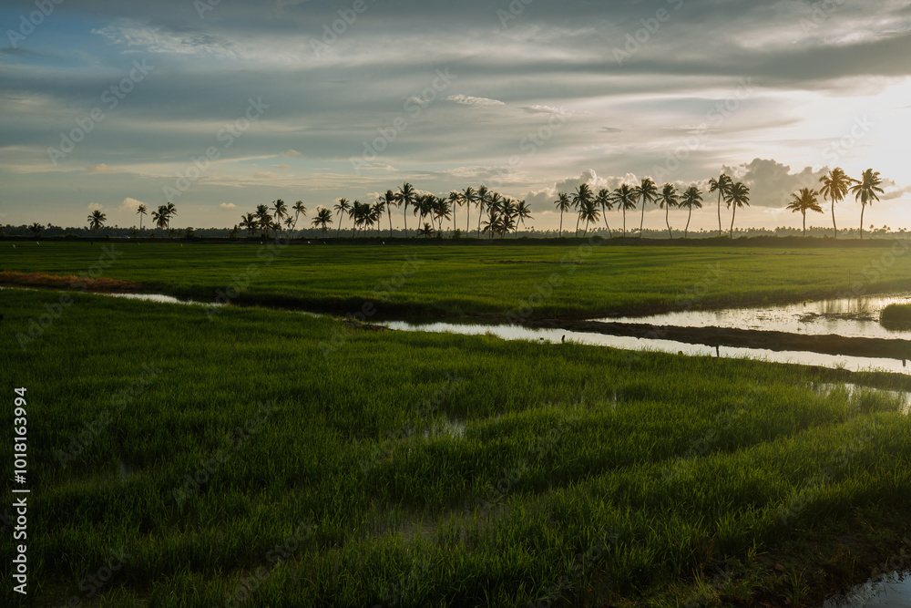 Fototapeta premium landscape with a field and sky