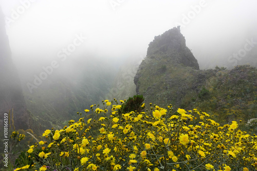 Madeira isola del portogallo