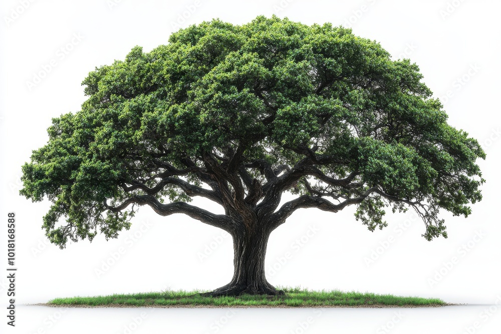 tree with a massive trunk and sprawling branches tree with a massive trunk and sprawling branches