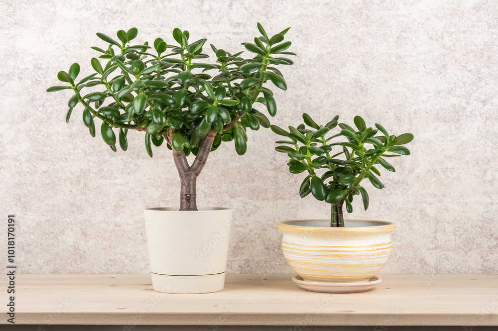 Succulent houseplant Crassula ovata in a pot on a wooden shelf. Succulent houseplant Crassula ovata in a pot on a wooden shelf.
