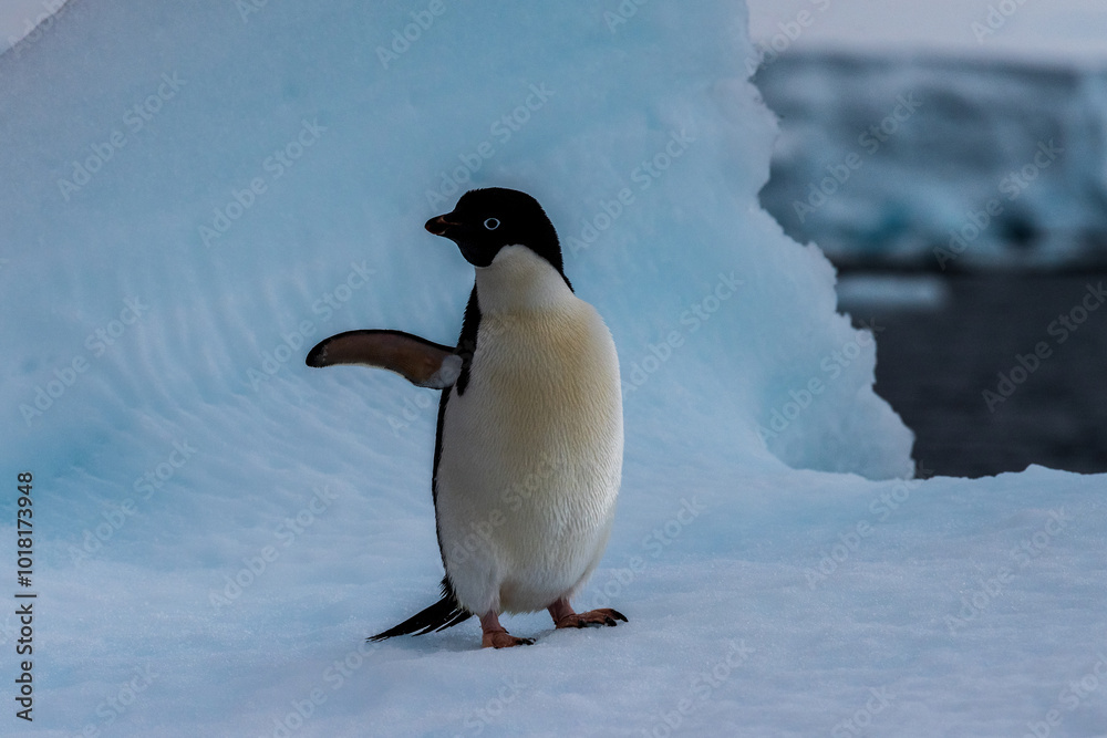 Fototapeta premium Close-up of an Adelie Penguin - Pygoscelis adeliae- standing on an iceberg, near the fish islands, on the Antarctic Peninsula