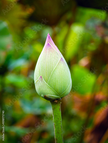 Bud Indian Lotus or waterlily and lotus leaf, bud lotus flower background