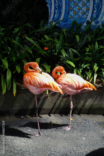 coppia di fenicotteri