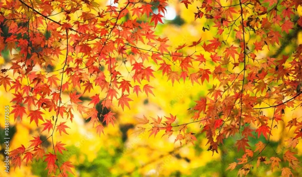 autumn, leaves, fall, tree, leaf, maple, nature, yellow, season, red, branch, orange, forest, foliage, color, sky, bright, green, park, colorful, plant, oak, abstract, golden, beauty autumn, leaves, fall, tree, leaf, maple, nature, yellow, season, red, branch, orange, forest, foliage, color, sky, bright, green, park, colorful, plant, oak, abstract, golden, beauty