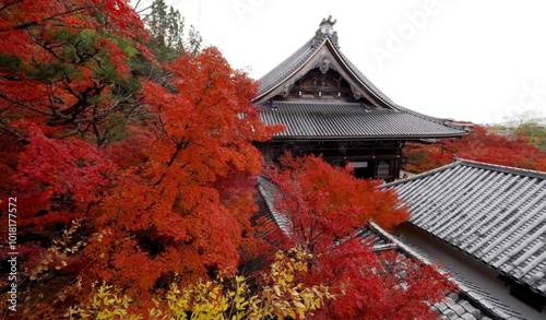 architecture, building, house, tree, old, sky, japan, temple, autumn, tower, church, roof, wall, castle, religion, ancient, travel, stone, home, japanese, culture, china, europe, asia, traditional