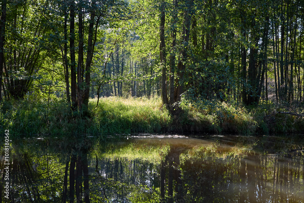 Serene Riverbank Scene with Lush Greenery Serene Riverbank Scene with Lush Greenery
