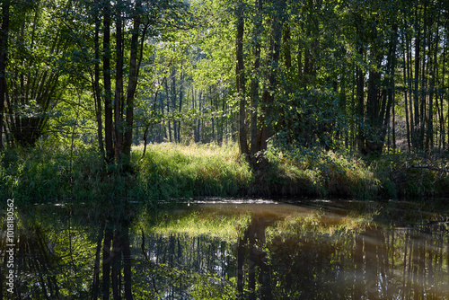 Serene Riverbank Scene with Lush Greenery