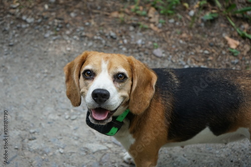 Beagle dog portrait wearing gps tracker, natural light, outdoor, standing on the ground looking up, happy, smiling