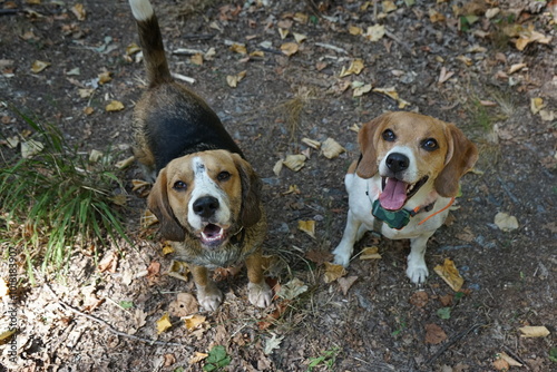 Beagle dogs, natural light, outdoor, standing on the ground looking up, happy, smiling photo