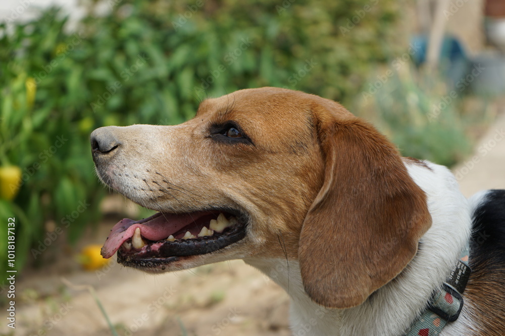 Beagle dog portrait, side view, profile, happy, smiling, with a dirty nose Beagle dog portrait, side view, profile, happy, smiling, with a dirty nose