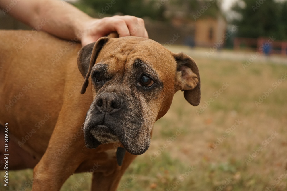 Boxer dog portrait, natural light, outdoor, nature on the background Boxer dog portrait, natural light, outdoor, nature on the background