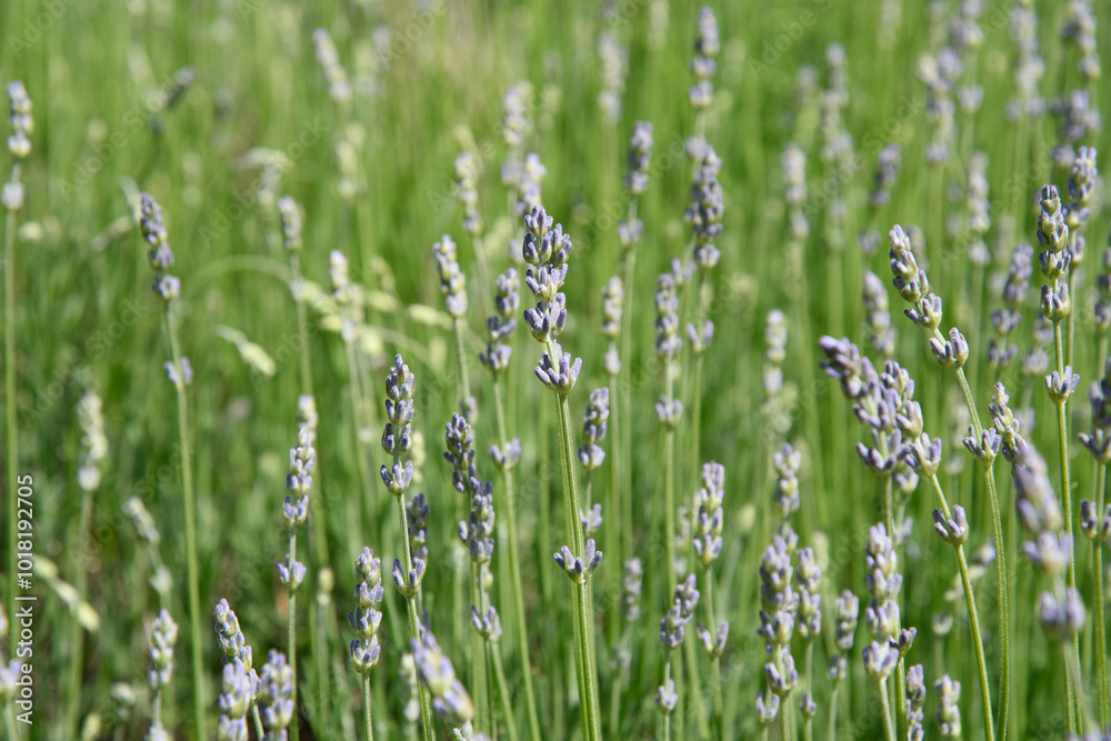 Purple blooming lavender in front of a green field Purple blooming lavender in front of a green field