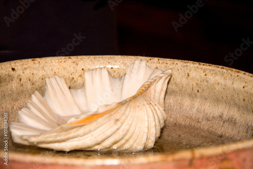 Shell in church vase for baby baptism with water. The object is lying face up