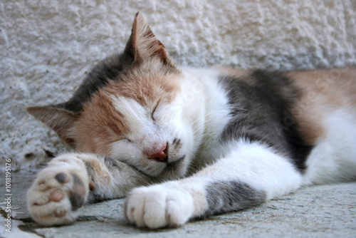 Fragment of a white cat with brown and grey spots sleeping on the floor with its head resting on its front right paw photo